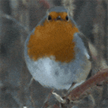 Cute bird